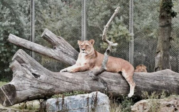 Četiri lava u zoološkom vrtu u Barceloni pozitivna su na koronavirus.