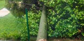 Sruseno stablo nevrijeme Zagreb 2026